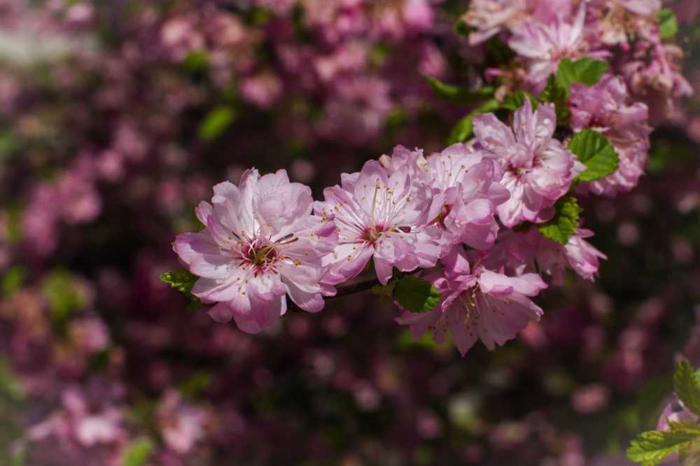 杏仁粉色鲜花布卢姆