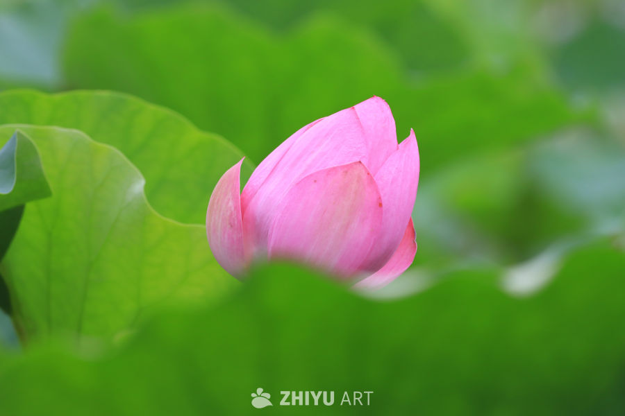 荷花 25