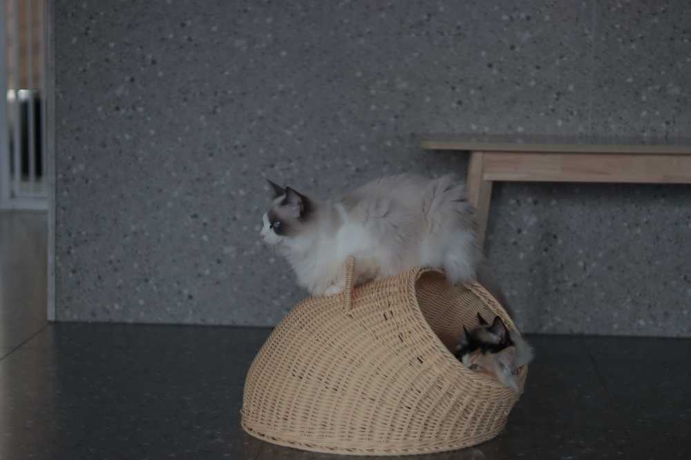 猫