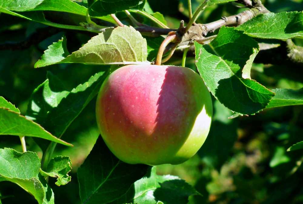 苹果水果饮食维生素