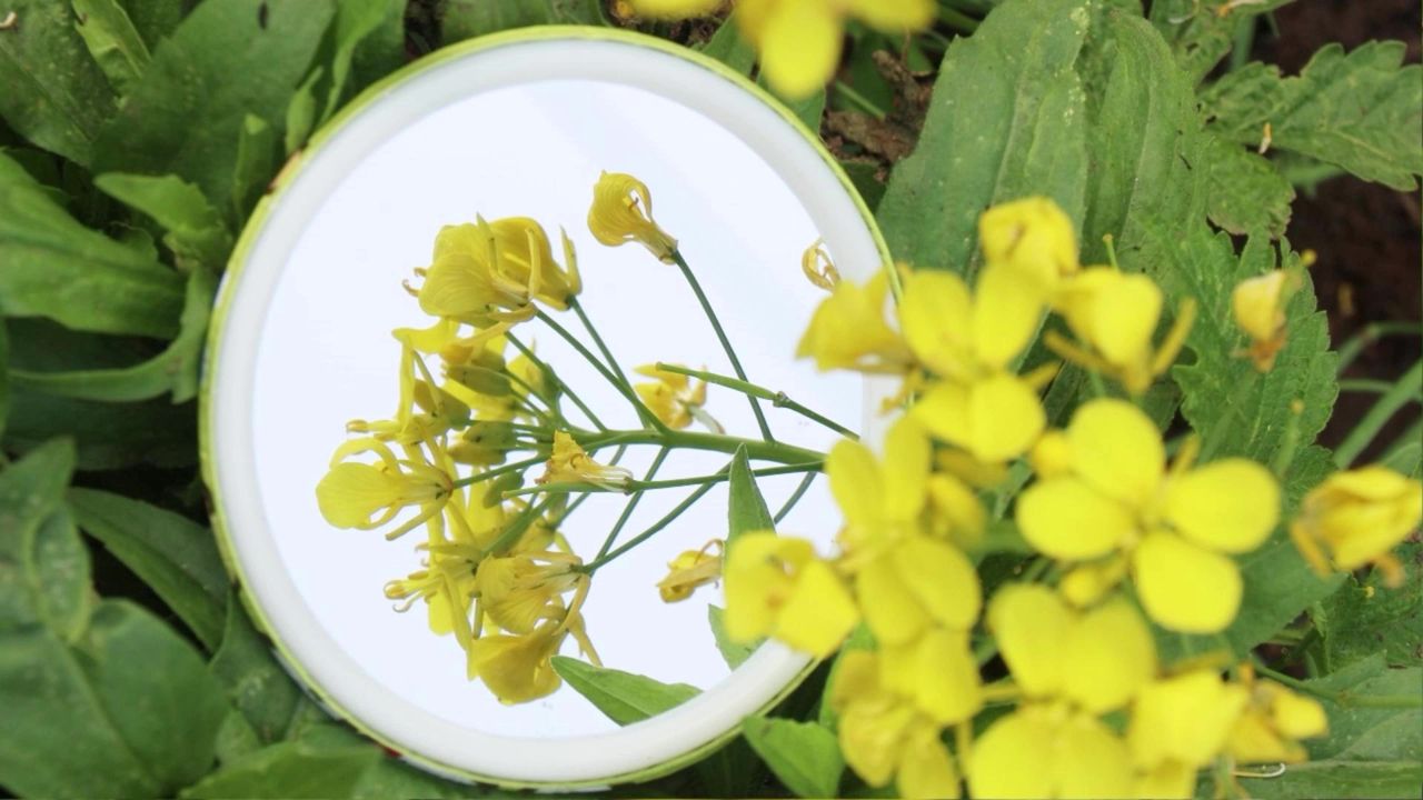 镜子中的花