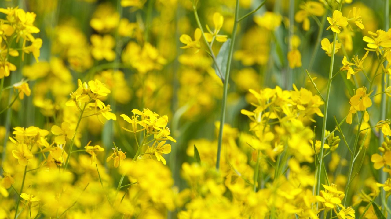 油菜花蜜蜂采蜜特写微距4K实拍