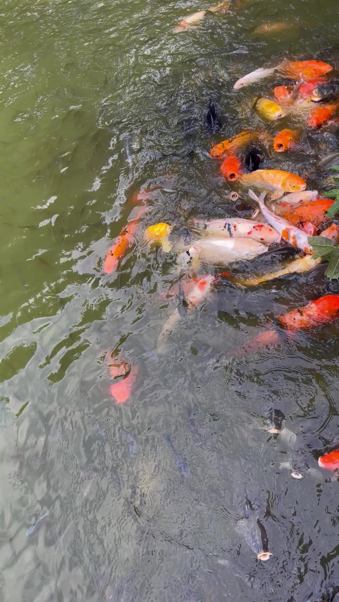竖版鱼抢吃的