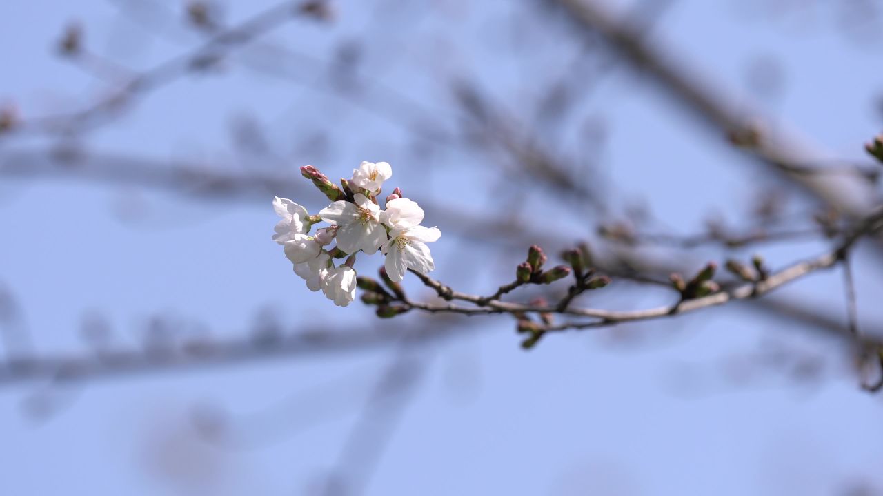 春日樱花 8