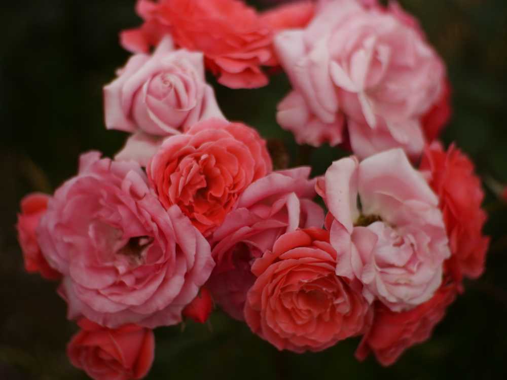 玫瑰花