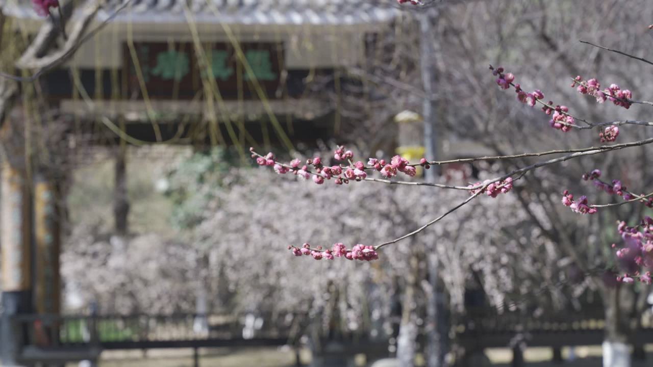冬天的梅花 18