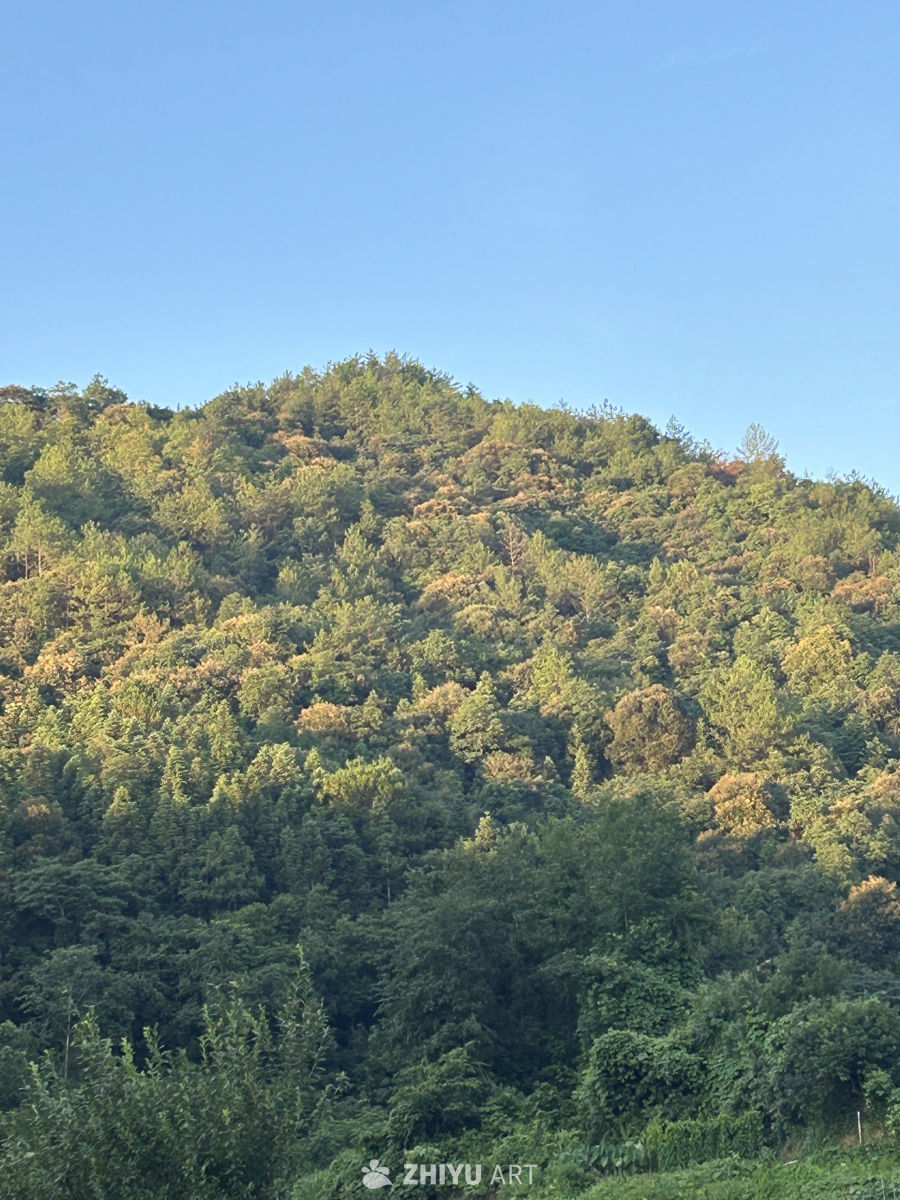 山中树林深处的落日景色