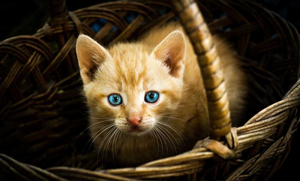猫树景观动物房子