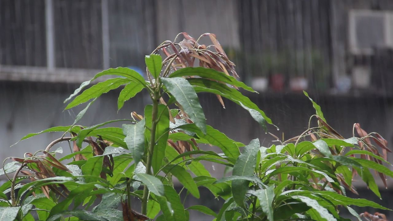 大雨中的芒果树梢和嫩叶