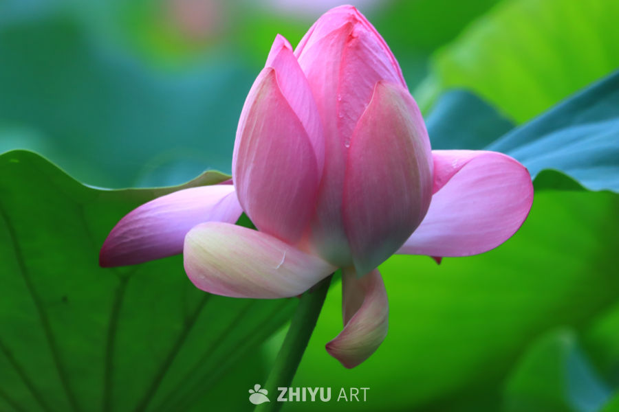 盛夏荷花 253