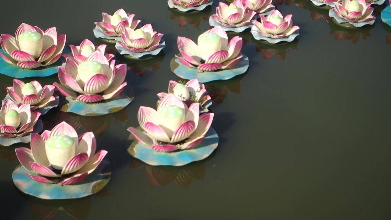 公园湖面观赏塑料莲花
