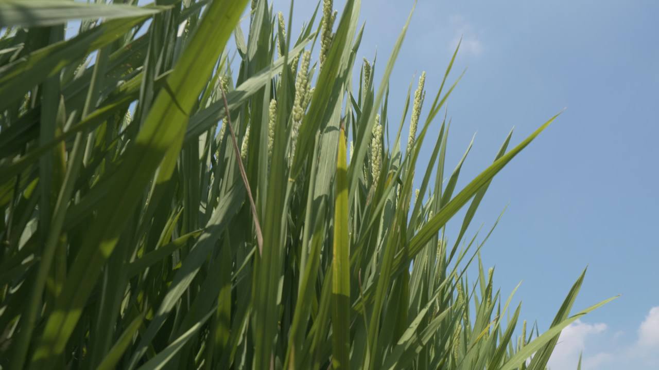 水稻五常大米田野粮食庄稼丰收 4