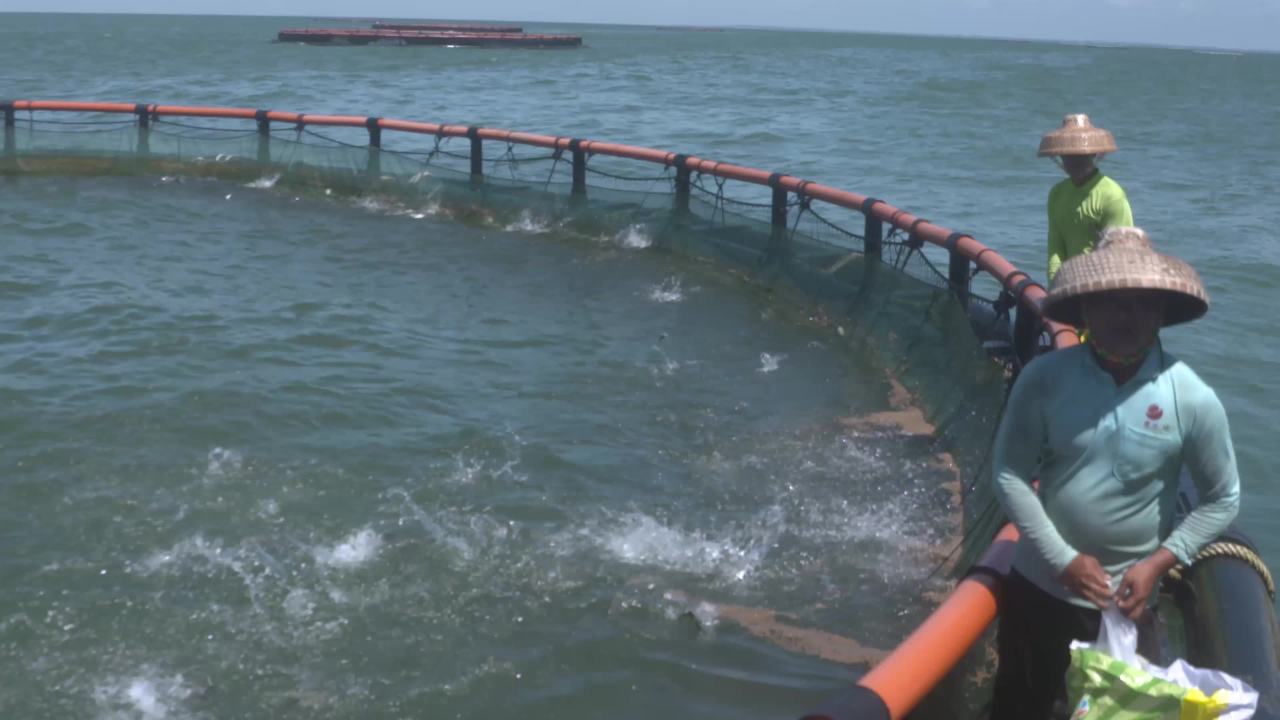 海洋牧场深海养殖