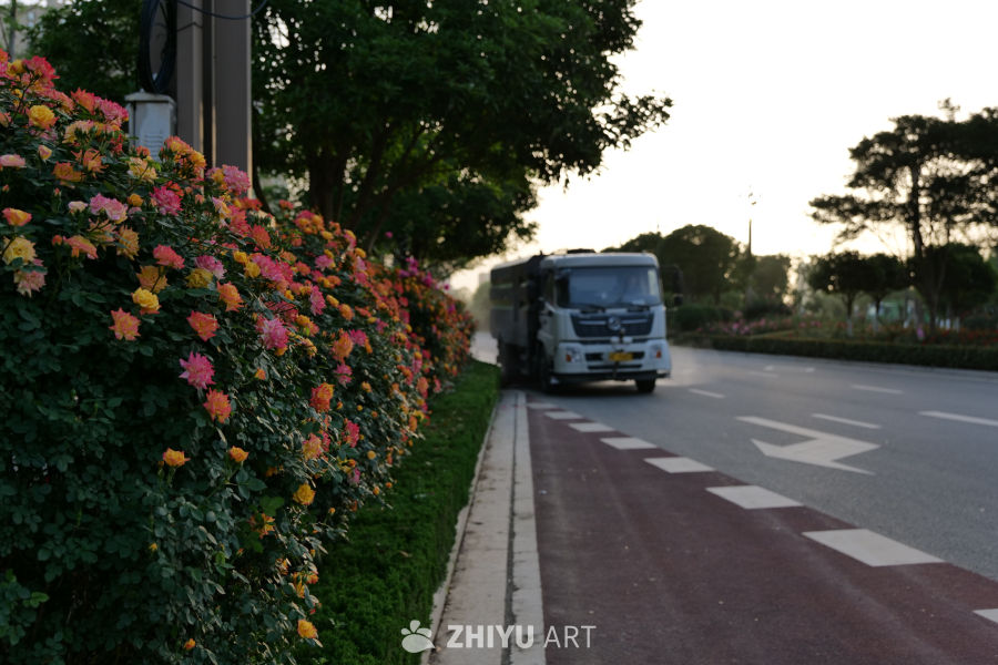 月季花 62