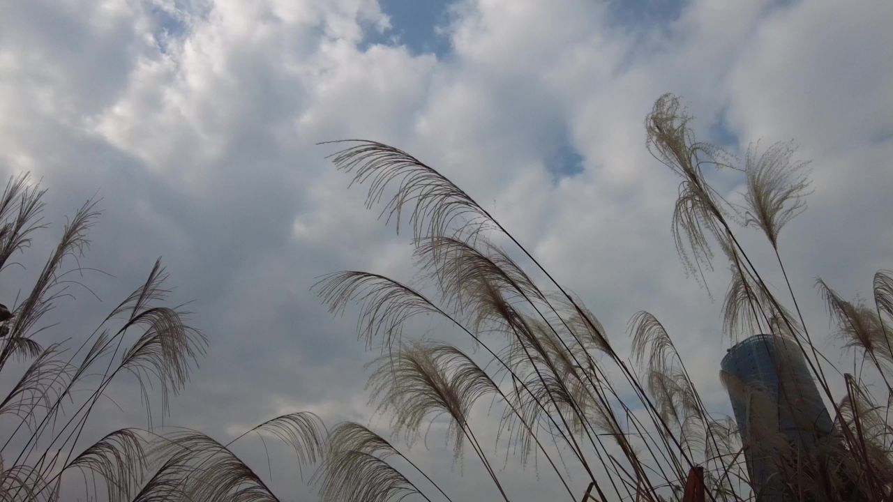 枯萎 芦苇 植物 实拍