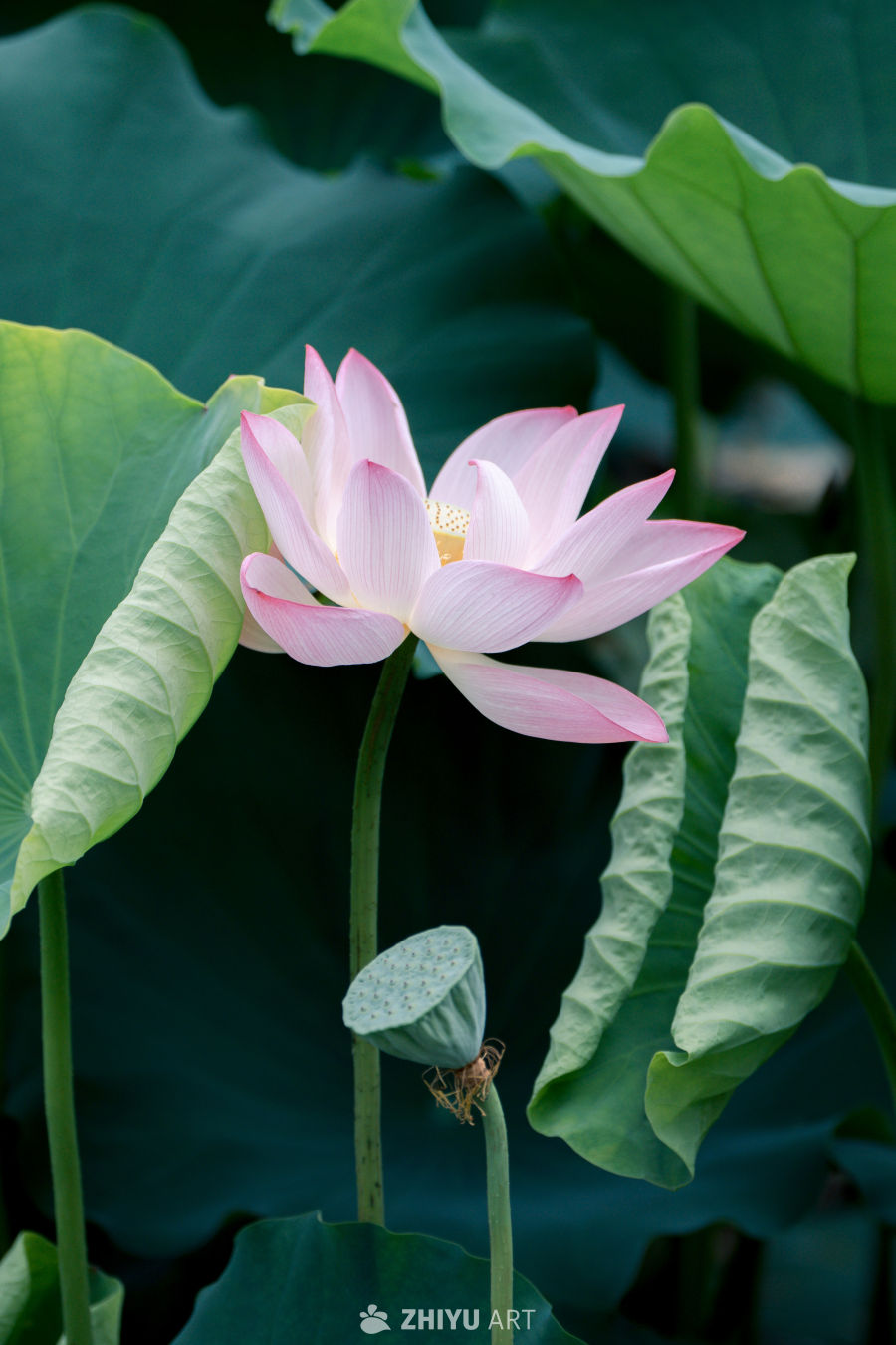 荷花 19