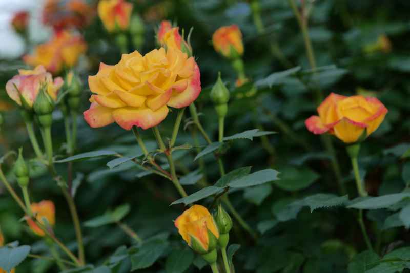 月季花 38