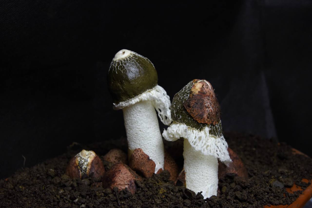 食用菌竹荪生长过程延时竹荪白裙仙子