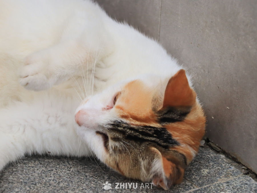 猫咪的午睡时光
