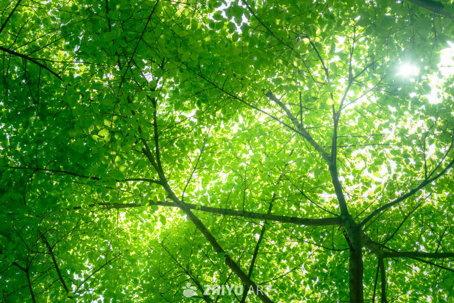 阳光透过绿叶