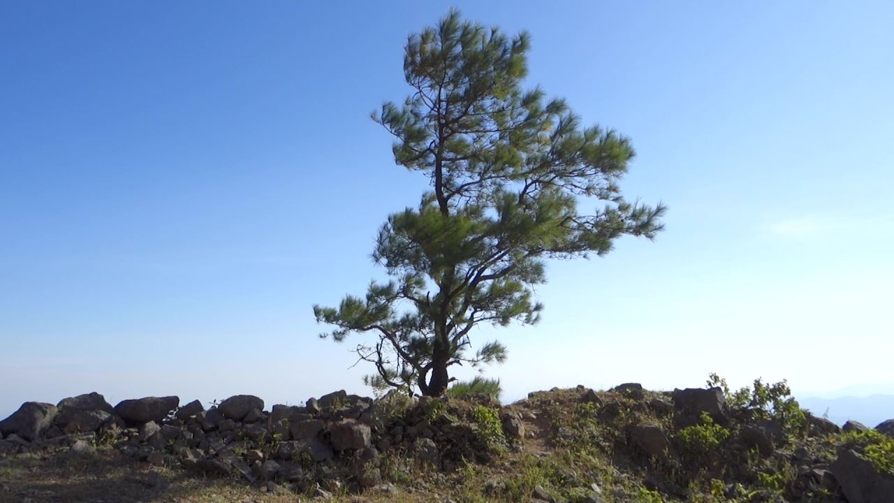 坚强高山松树