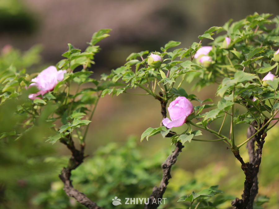 春日牡丹