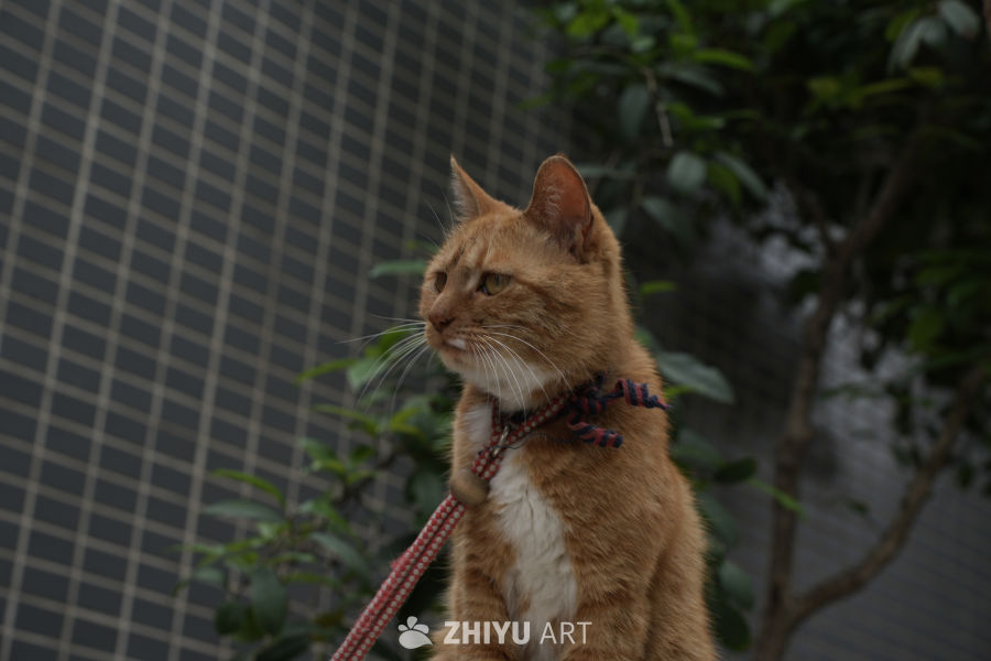 猫咪 1
