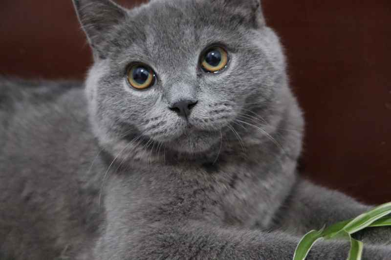 蓝猫自拍 30
