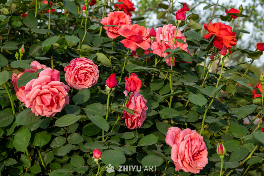 月季花 6
