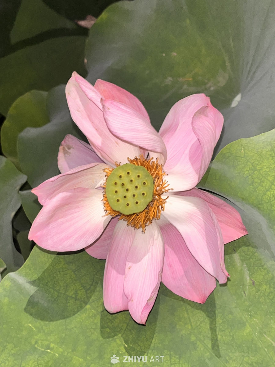 粉嫩莲花与绿叶的和谐