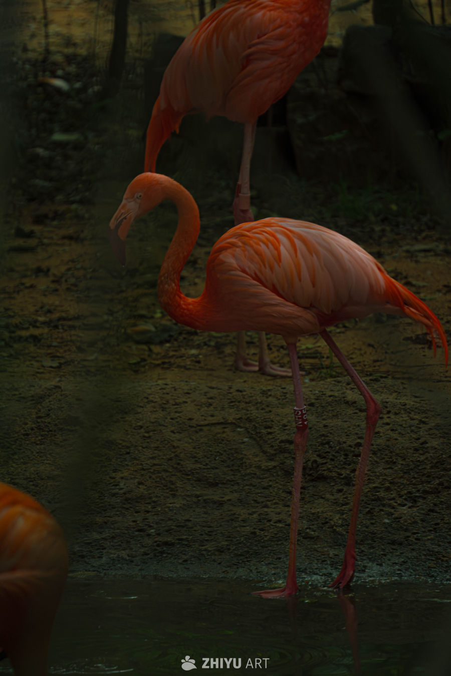 湿地中的火烈鸟