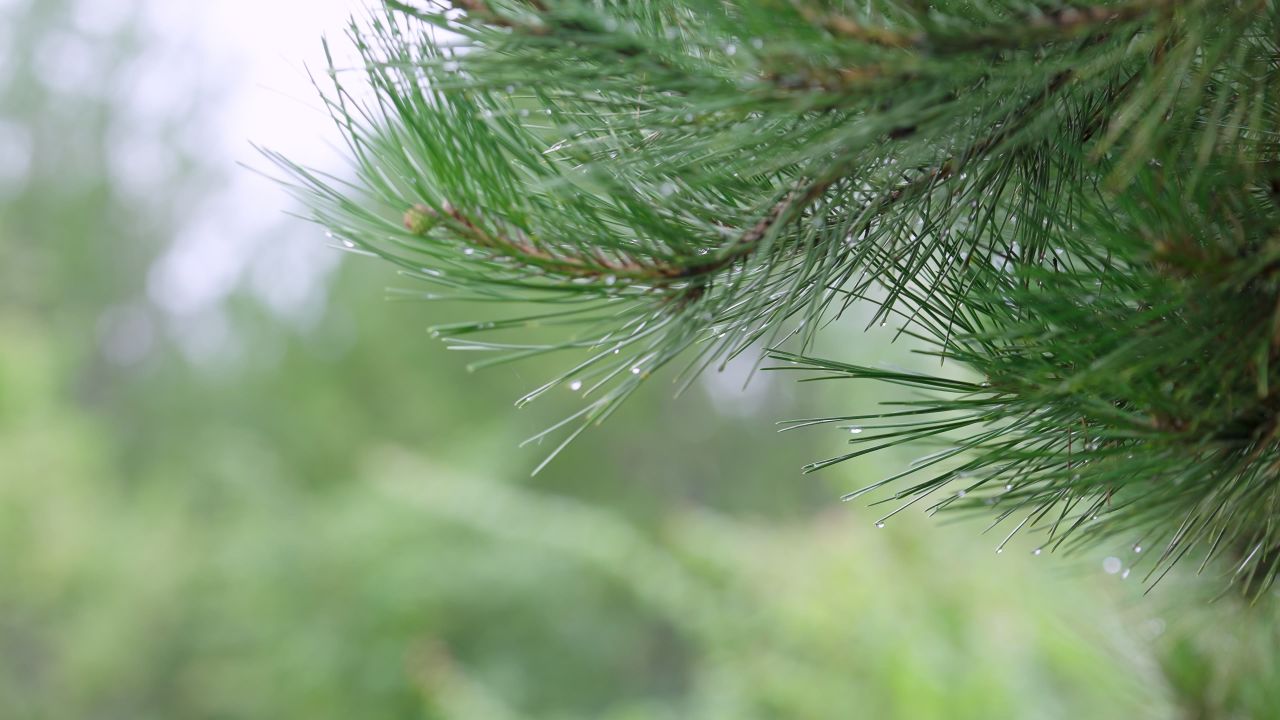 树枝上的雨水露水情绪意境空境