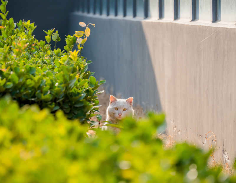 草丛里的小猫