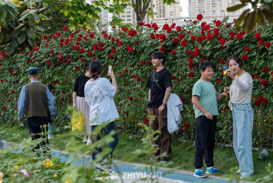 月季花 4