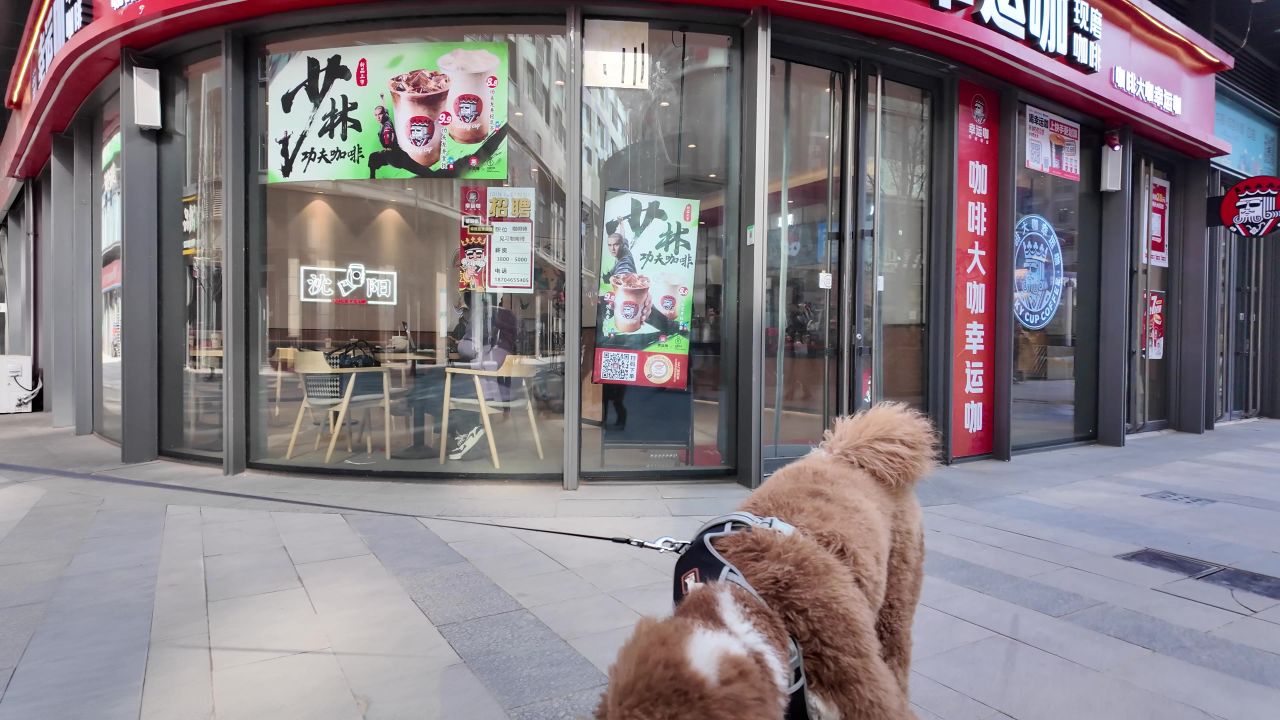 遛狗 西高地 26
