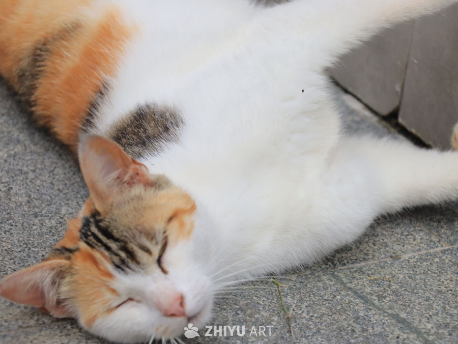 猫咪的午睡时光