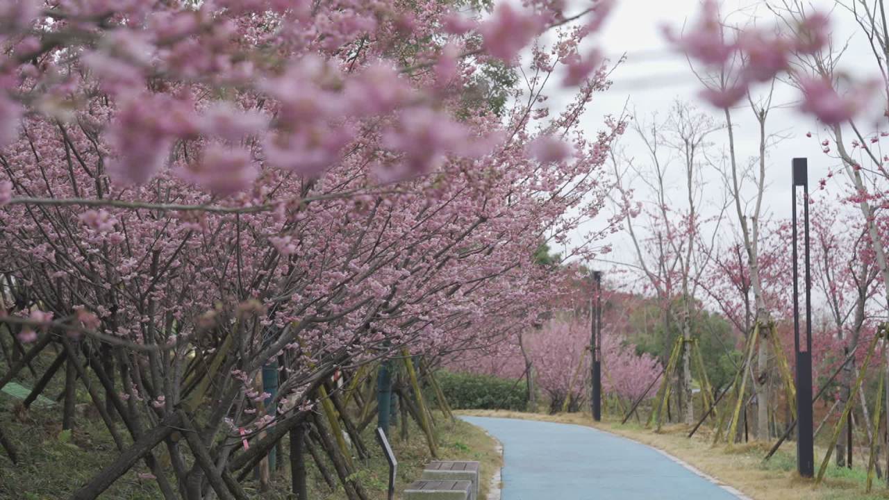 樱花隧道