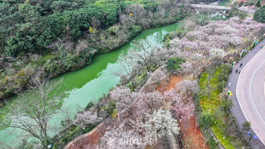 航拍贵州兴义阳光谷旅游度假区梅花盛开 2