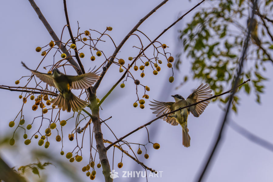 双鸟飞翔于果枝间