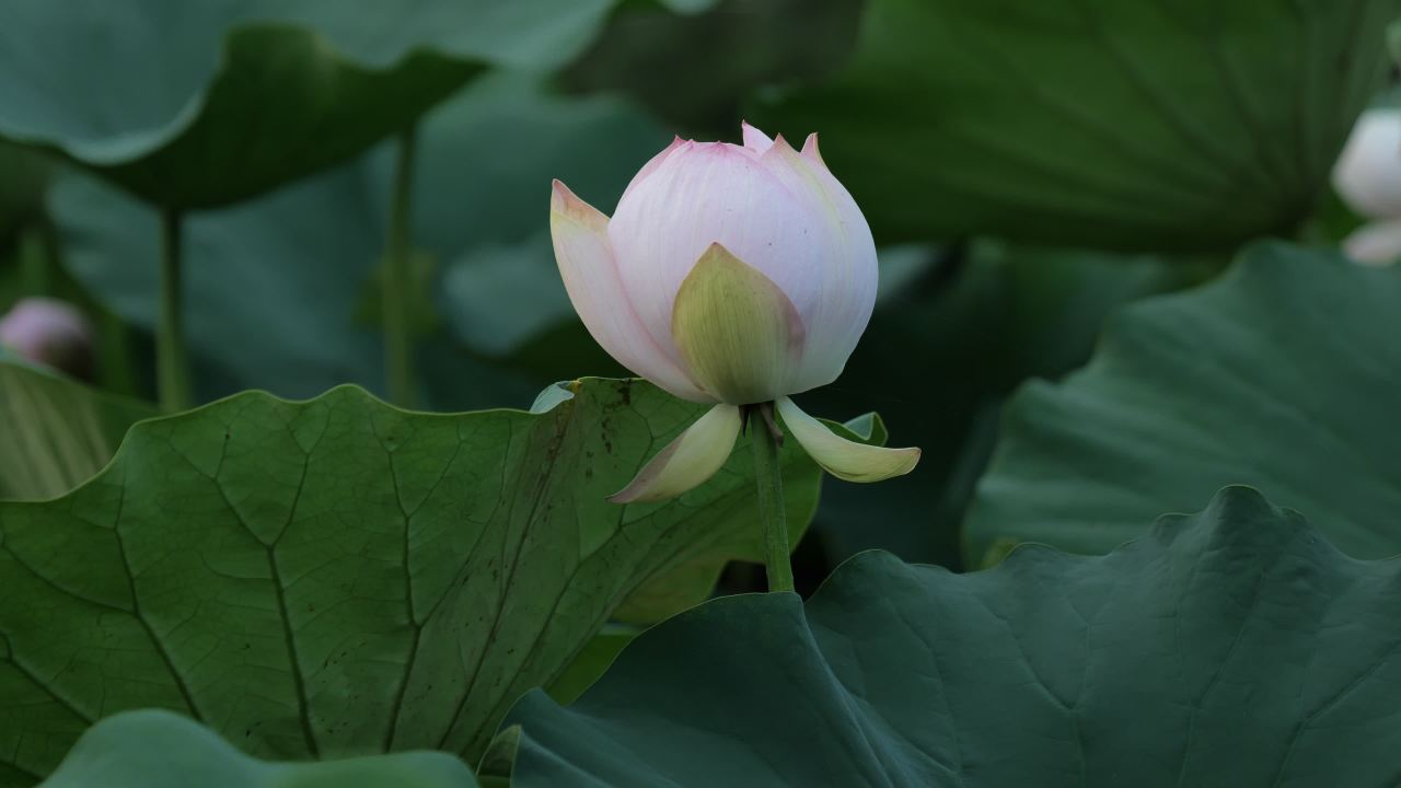 荷花 38
