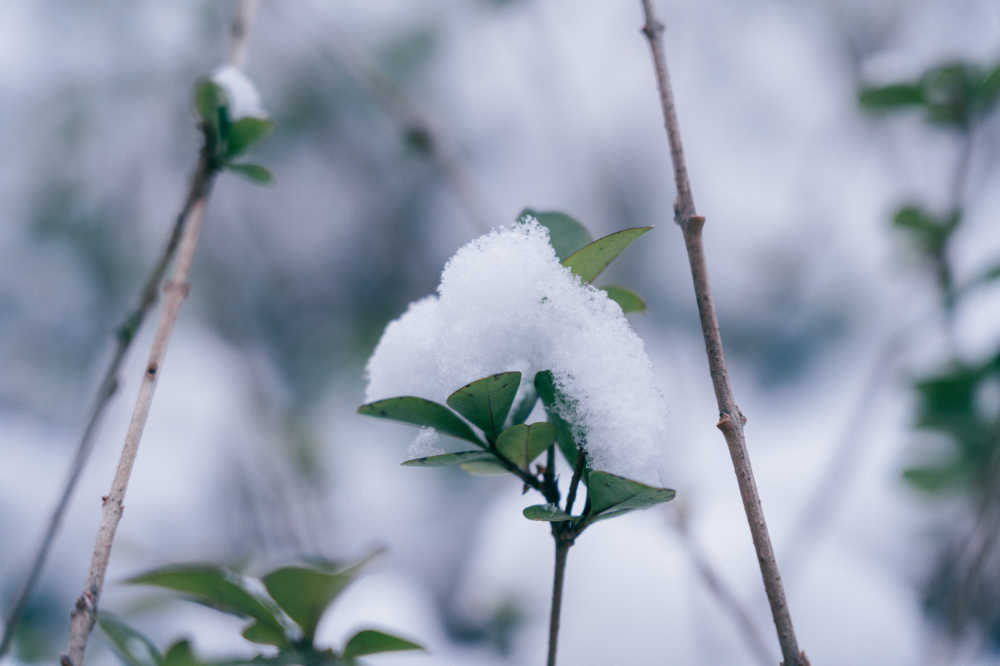 雪景