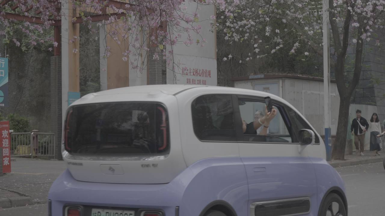 紫荆花 6