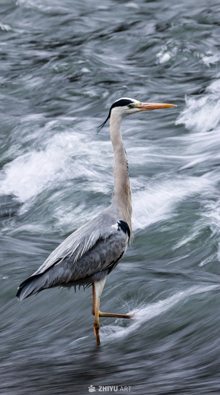 苍鹭立于湍流之中