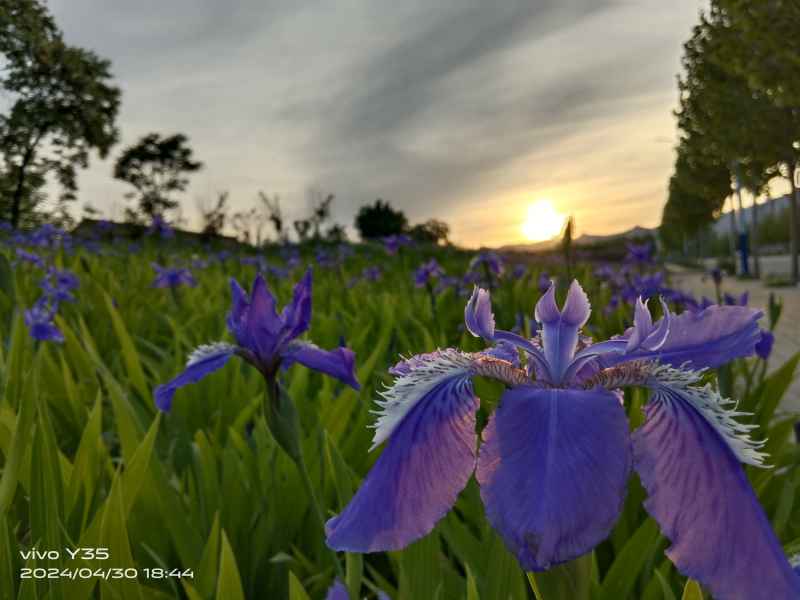 花
