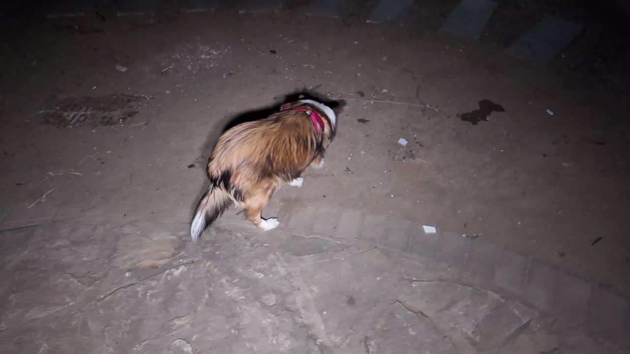 夜晚遛狗 14