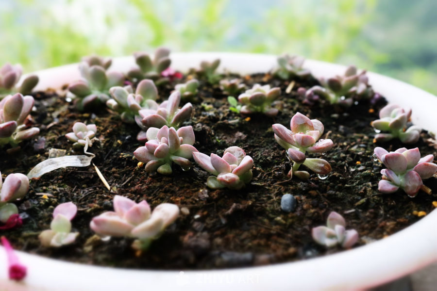 多肉植物的宁静时光