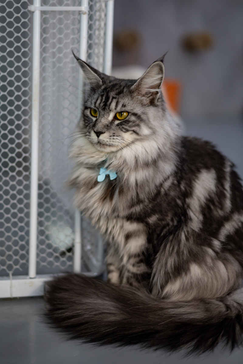 缅因猫