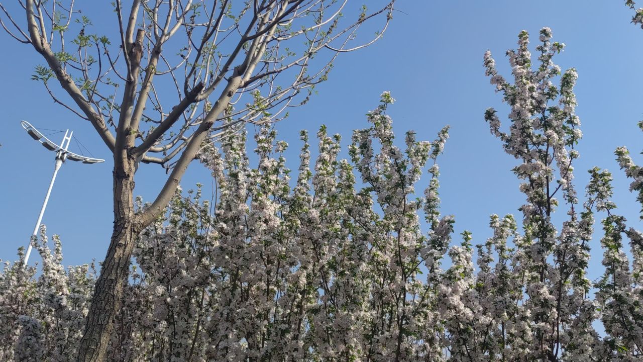 春天 花已开 39