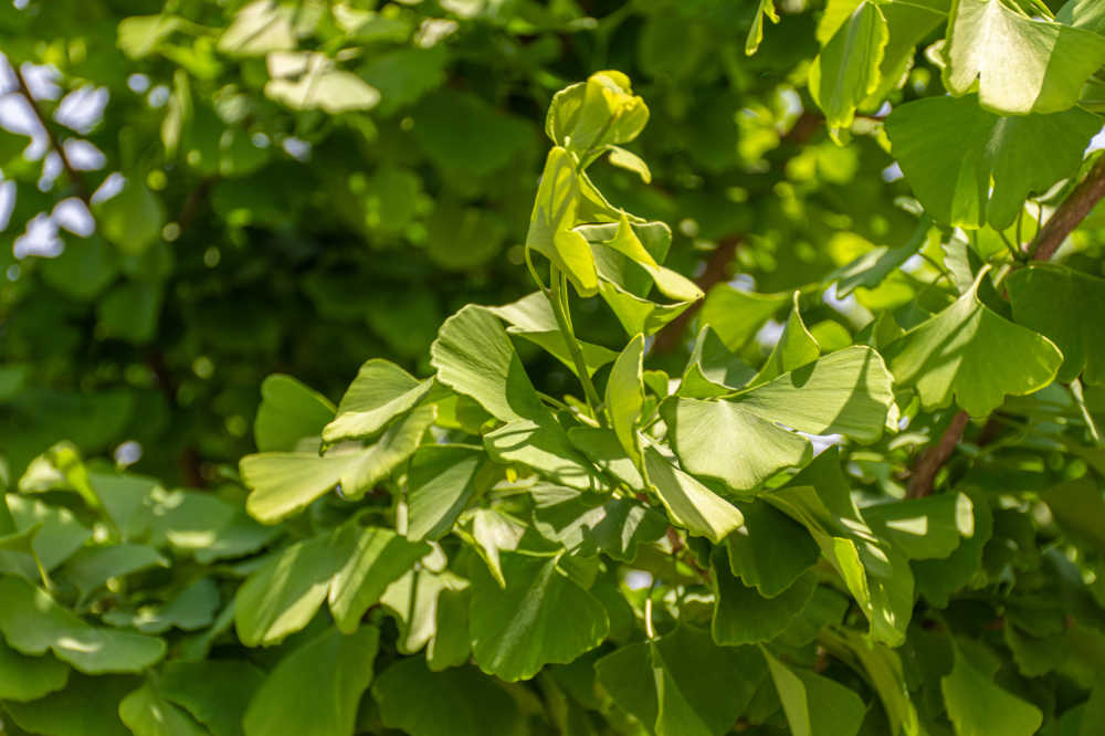 花草植物 23