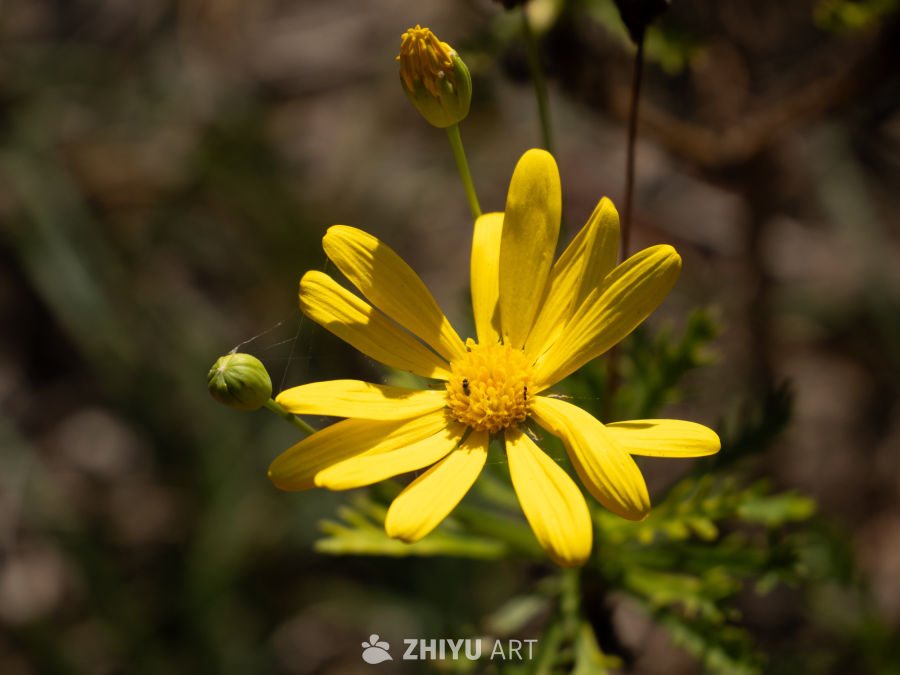 阳光下的黄花特写